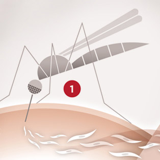 5W - Malaria Lifecycle