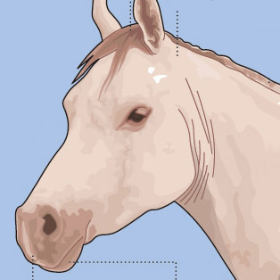 5W - Horse Anatomy
