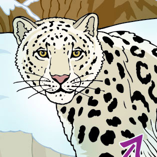 5W - Snow Leopard for Quoti