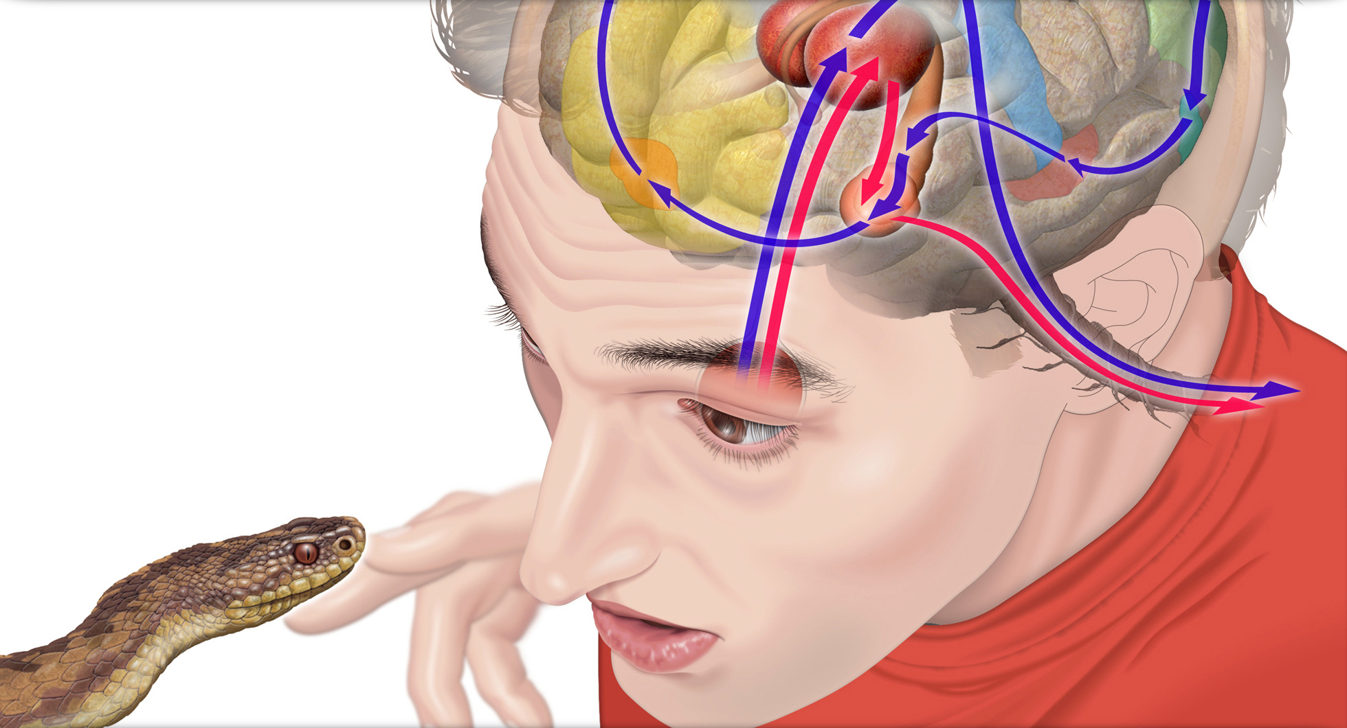 Нос и головной мозг. Гипоталамус таламус гиппокамп. Мозг и страх.